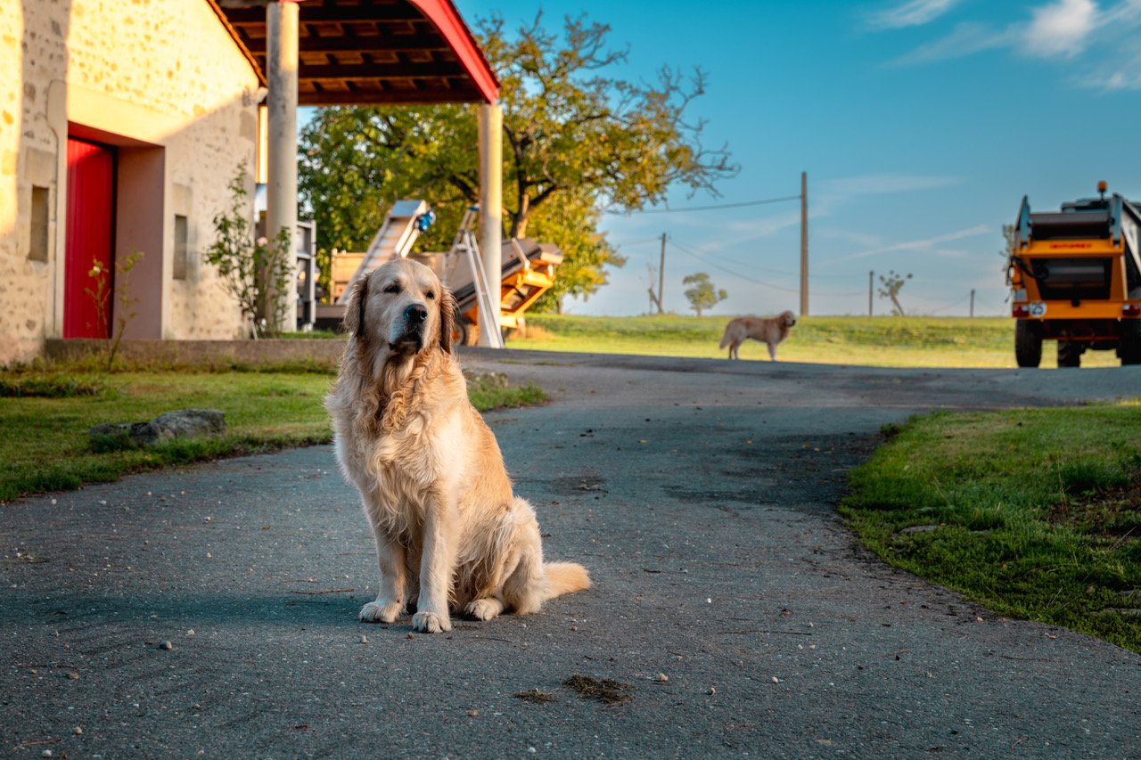 chiens devant les chais