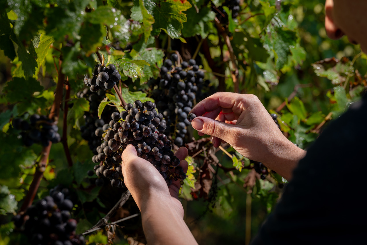 raisin dans les vignes